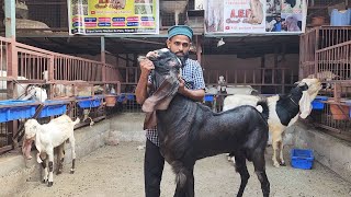 Hyderabadi Aur Patira Kharidne Ke Liye Perfect Space | The Biggest Collection Indore | AGF Goat Farm