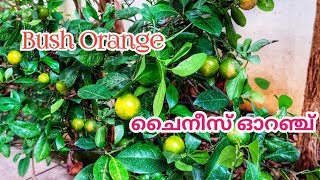 Bush Orange/Chinese Orange/ബുഷ് ഓറഞ്ച്/ചൈനീസ് ഓറഞ്ച് /bush Orange malayalam /@shafnazworld7230