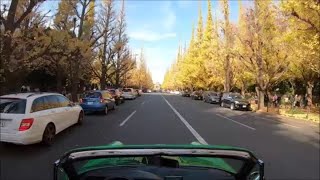 紅葉 の 神宮外苑を ナローポルシェ タルガ で走る '73 Porsche 911 Targa, cruising in Tokyo - JINGU GAIEN of  autumn leaves