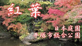 平塚市総合公園日本庭園「色づく秋の紅葉と野鳥」神奈川県平塚市大原