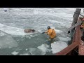 Labradoodle rescued from ice on Detroit River | ABC7 Chicago