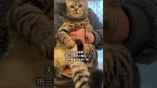 快看啊这是我的猫 它真的好像个小宝宝萌宠出道计划 撸猫第一视角