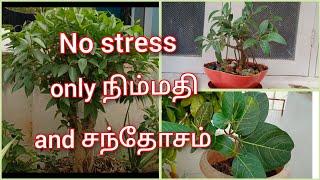 போன்சாய்-கற்பனை வளம் கலை நயமிக்க குட்டை மரம் வளர்ப்பு.Growing Bonsai to keep stress away.