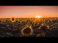 Sunflower(Post Malone, Swae Lee) - Trombone Cover