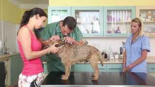 Training Tips EN - Part 45 Veterinarian