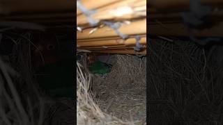 Hidden nest of Lovebirds #lovebirds #colony #breeding #lovebirdscolony #clucksclub #petsvlog #setup