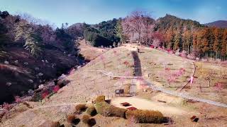 東京都　青梅市　吉野梅郷　梅の公園　ドローン　空撮