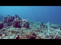 wire coral and barrel sponge