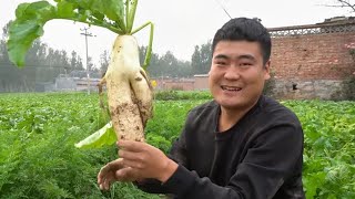 Money was found in Ge Lao San’s vegetable field【Rural Ge Lao San】