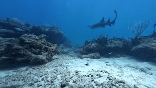 Ambient Reef Noise - Nurse Shark, Stingray, Angelfish. Cabo Rojo, Puerto Rico. 25 ft deep.