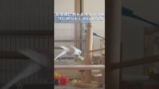 お友達にボトルキャップをプレゼントしたいインコ#shorts