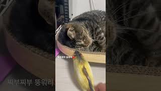 장난감 안주면 앙탈 부림둥 #쇼츠 #고양이일상 #뚱냥이 #고등어태비