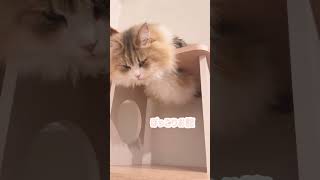 猫ちゃんのぽっこりお腹触ってみた！#shorts