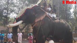 പാപ്പാനെ കൊല്ലാൻ നോക്കിയ ആനയെ മലർത്തിയടിച്ച കൊമ്പൻ