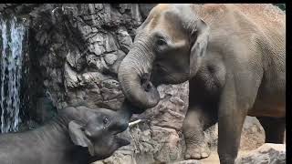 アジアゾウAsian elephant Arun アルン2024/6/27