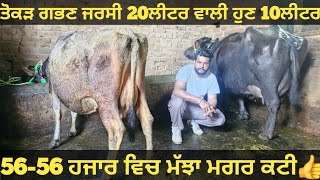 ਸਸਤੇ ਭਾਅ 2 ਮੱਝਾ ਅਤੇ ਤੋਕੜ ਗਭਣ ਵੈੜ ਵੀਕਾਓ। cow and Buffalo for sale/vadiya farm/20-2-25