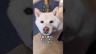 ストーブ付けて‼️お願いする柴犬が可愛すぎる、、💘　#柴犬　#犬　#かわいい犬 #犬のいる暮らし #かわいい