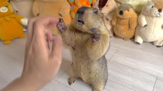 Mamochi with a cute Give me pose / OmoPuku face down