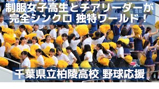 柏陵高校応援 制服女子高生とチアリーダーが完全シンクロしている独特ワールド！（千葉県高校野球応援シリーズ）