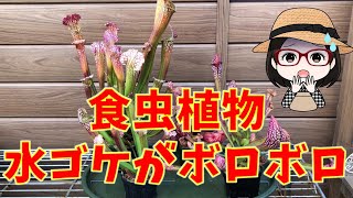 食虫植物〇植え替え〇株分け〇サラセニア〇レウコフィラ〇プルプレア〇スカーレットベル