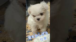 ［オキシトシン分泌！］「厳選」超癒し子犬⑫〈美白マルチーズ〉Butiful\u0026Cute ！【しずくん動画ショート】#癒し犬#マルチーズ#shorts