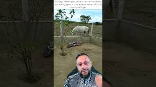 Cascavel gigante no sítio? Vídeo de HUMOR ANIMAL #biologohenrique #animais #bichoesperto #biologo