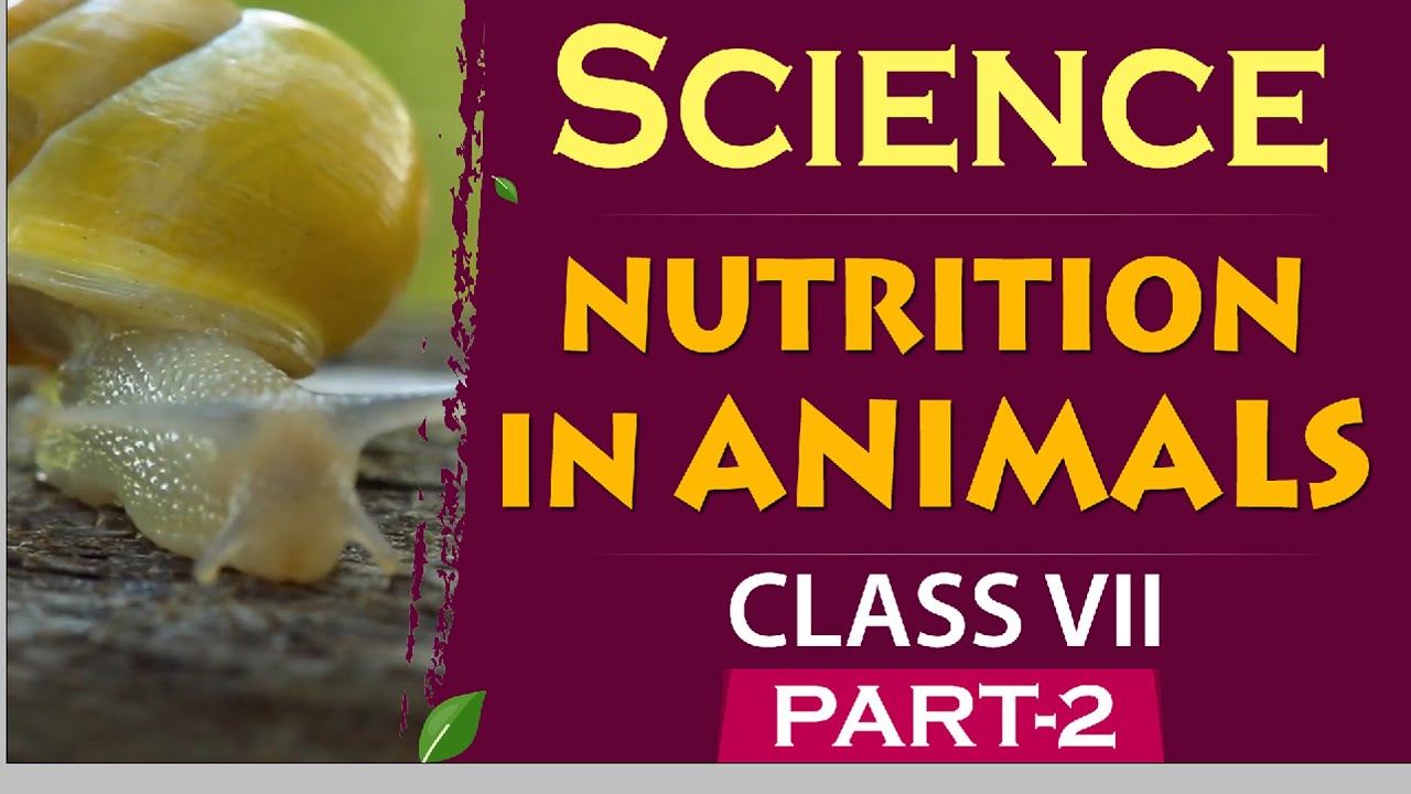 NUTRITION IN ANIMALS CLASS 7 SCIENCE | CBSE VIDEO LESSONS | NCERT ...