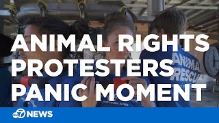 Animal rights protester has neck chained, pinned to duck slaughter line