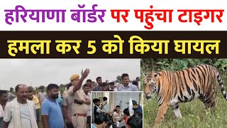 हरियाणा बॉर्डर पहुंचा सरिस्का से निकला टाइगर , 5 लोगों पर किया ह'म'ला | Rajasthan Tiger | Haryana