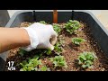 how to grow red mustard greens from seeds