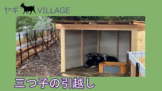 ヤギ★VILLAGE⑬