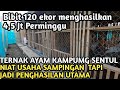 pakan hayati yang sehat kaya gizi dan nutrisi untuk para Peternak ayam SeNTUL