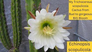 My Echinopsis scopulicola Cactus from Bud to gorgeous BIG Bloom | Trichocereus scopulicola #cacti