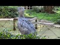 歩いてお家へ帰るハシビロコウのハトゥーウェくんとミリーちゃん【上野動物園】