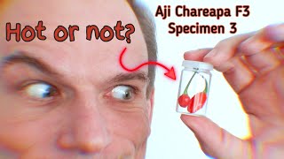 Aji Chareapa F3 | Specimen3 | Chili pepper taste test | Double berry late in 2024