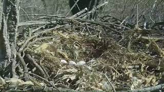 Decorah Eagles,Nice View Of The 3 Eggs During Shift Change 3/4/18