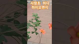 #은혜화훼판매장 #사랑초 허니 하이오렌지