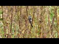 霧ケ峰高原のジョウビタキ（幼鳥）その７（4k60p動画）