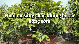 Nuôi nụ sáng chắc không bị trổ bông sớm // 10-11 âm lịch