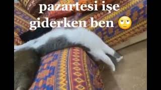 PAZARTESİ İŞE GİDERKEN BEN😅#KOMİKVİDEOLAR#KOMİKHAYVANVİDEOLARI#SHORTS#EĞLENCELİVİDEOLAR#KEŞFET#VİRAL