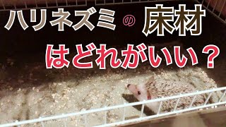 ハリネズミの床材選び♪