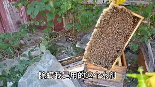 蜜蜂这样提前准备过冬安全很多