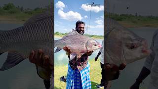 💥சின்ன உருண்டை 🤯 பெரிய மீன் #fishing #shorts