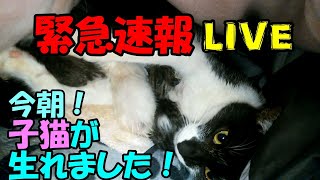 緊急速報 Live 赤ちゃんが生まれました！第一部