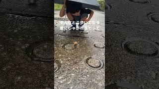 【台風の日⁉︎】久しぶりにみたエスカルゴ🐌美味しく頂きましたwwwww#shorts