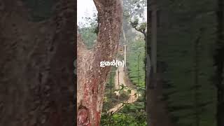 ഉമർ(റ) സിംഹം