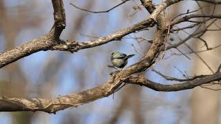 [4K] 野鳥：シジュウカラ／ＨＴ公園