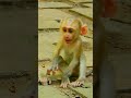 P-o-o-r Skinny Baby Life #monkey #shorts #animals  #babyanimal