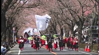 2010.4.10 第10回 夜の森 桜まつり さくらYOSAKOI はね駒