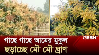 আমের মুকুলে সুঘ্রাণ ছড়িয়ে পড়েছে পঞ্চগড়ের বাতাসে | Panchagarh | News | Desh TV